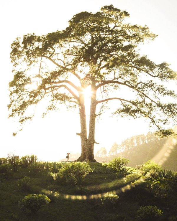les clubs français qui ont marqué l'histoire de la Ligue des Champions