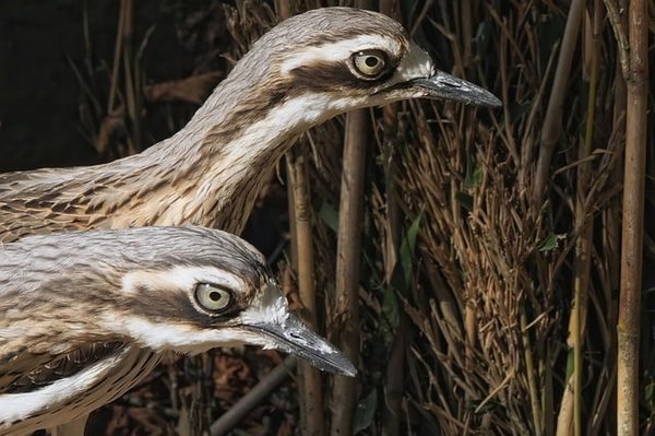 Comment choisir le bon appeau pour la chasse du limicole ?